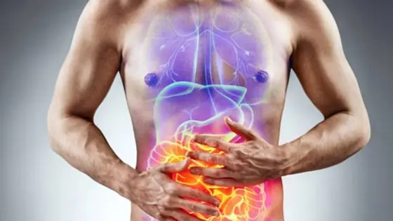 Illustration of the digestive and metabolic system