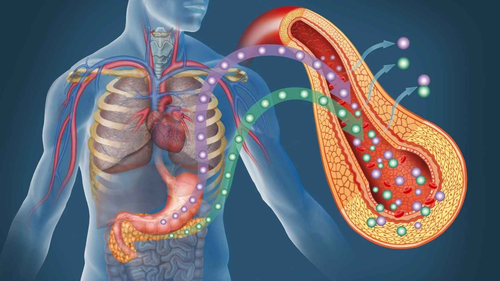 Insulin levels rise to compensate